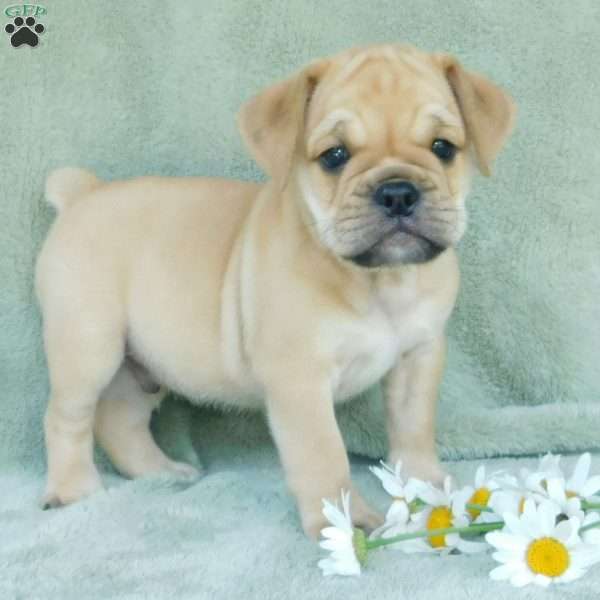 Rowdy, Miniature Bulldog Puppy